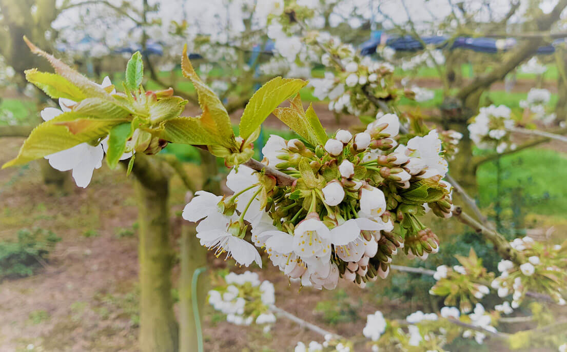 cherry blossom cherry blossom