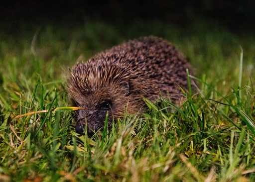 hedgehog hedgehog