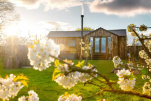 sunburst with cherry blossom